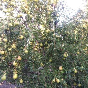 Meet your Posher, Alexis jimenez